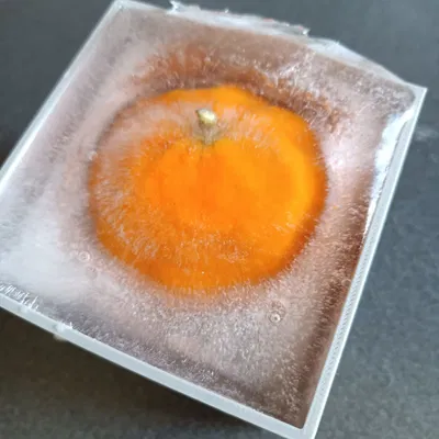 ORANGE FREEZE FORM – Khuôn đông cam