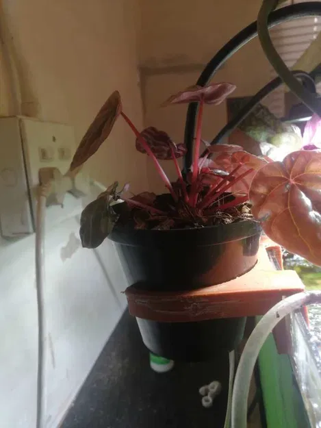 Giá đỡ chậu cây cho hồ cá (aquarium pot planter holder) - Image 3