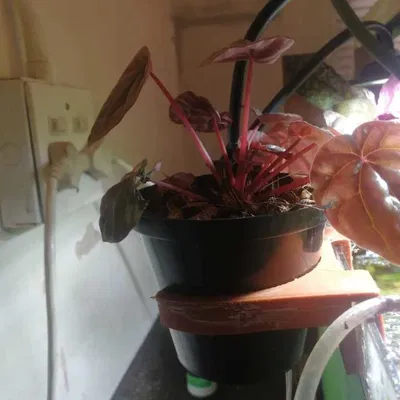 Giá đỡ chậu cây cho hồ cá (aquarium pot planter holder)