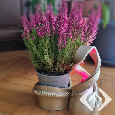 Chân Đế Xoắn Ốc Cho Chậu Cây & Nến LED