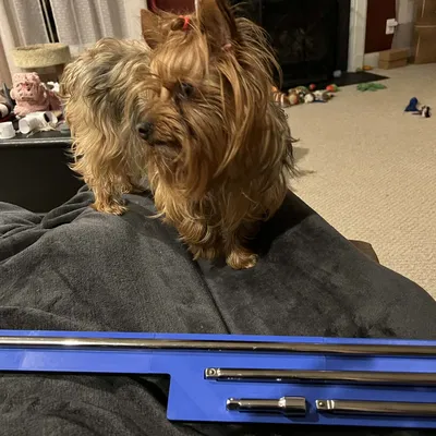 Khay Gridfinity cho thanh nối 3/8" (Extension Tray)