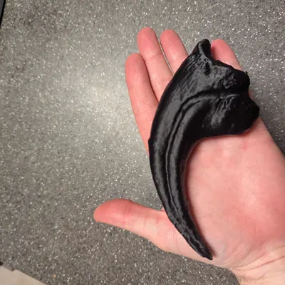 Móng vuốt Allosaurus fragilis (tỉ lệ 1:1)