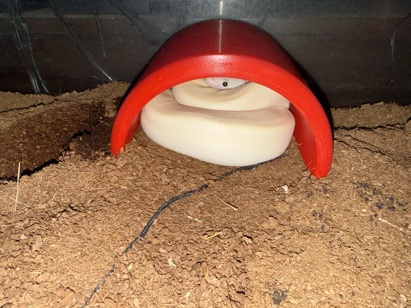 Hang Rắn Kiểu Khúc Gỗ Nửa (Snake Hide - Half Log) - Image 2