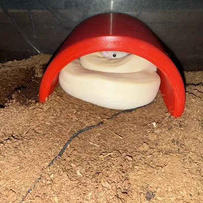 Hang Rắn Kiểu Khúc Gỗ Nửa (Snake Hide - Half Log)