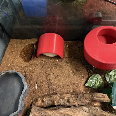 Hang Rắn Kiểu Khúc Gỗ Nửa (Snake Hide - Half Log)