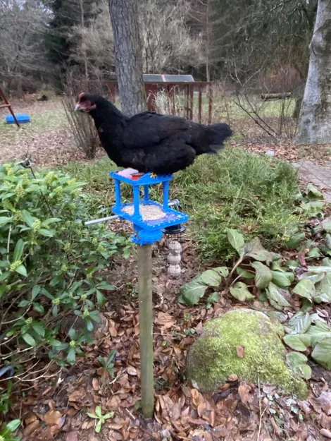 OpenBirdFeeder / BirdShitCastle3000 – Máng ăn cho chim chống thời tiết - Image 1