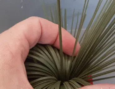 Trái Tim Valentine Kèm Cỏ - Image 5