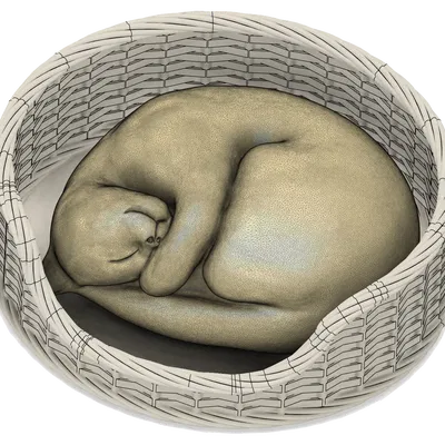 Giỏ Mèo Ngủ (Fusion 360 & không cần supports)