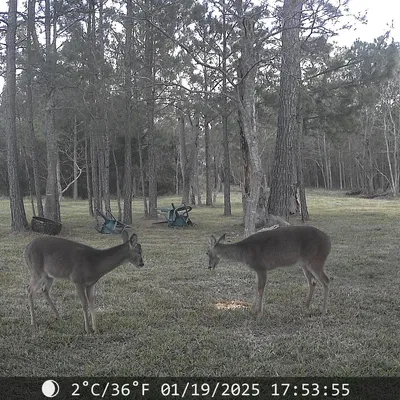 Nhiều thanh kiếm bút chì (Multi Pencil Swords)