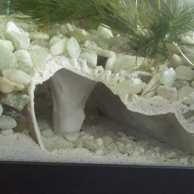 Hang Động Hồ Cá Remix - Bản Lỗ Thoát Cho Ốc (Aquarium Cave 1 Remix)