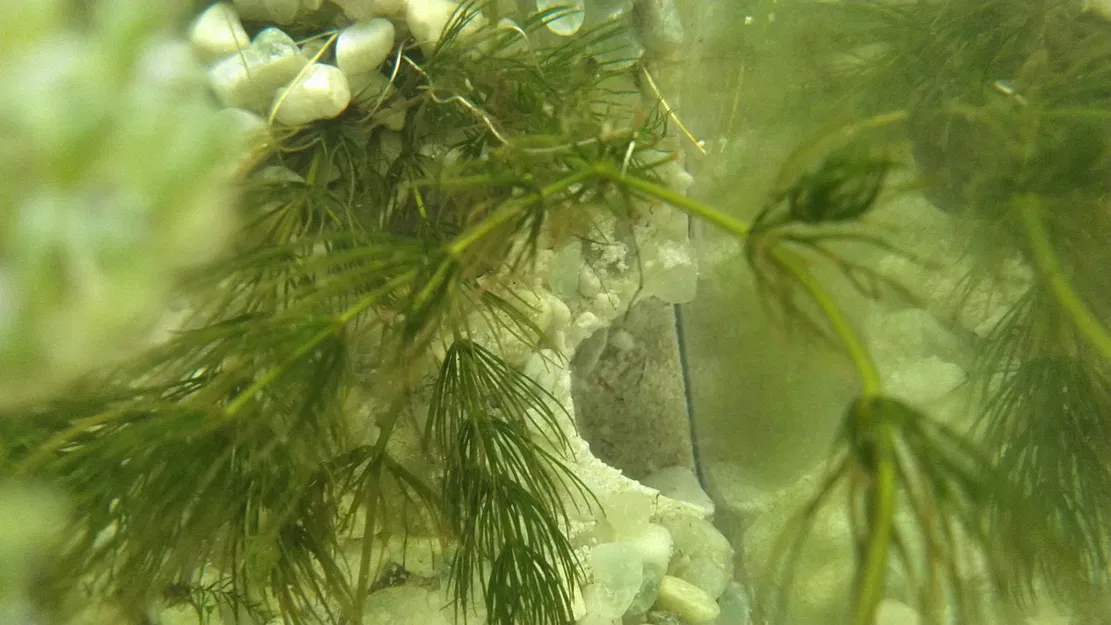 Hang Động Hồ Cá Remix - Bản Lỗ Thoát Cho Ốc (Aquarium Cave 1 Remix) - Image 3