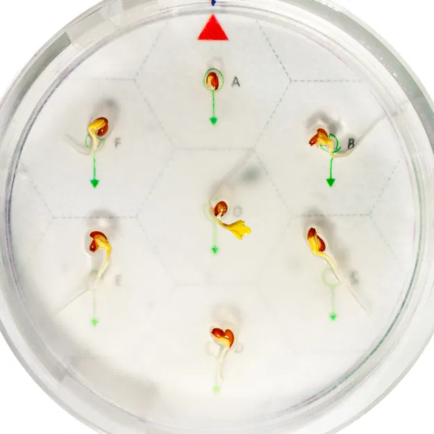 Clinostat 2D cho thí nghiệm mô phỏng vi trọng lực - Image 2