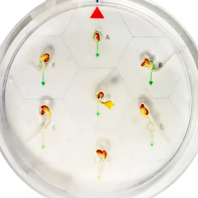 Clinostat 2D cho thí nghiệm mô phỏng vi trọng lực