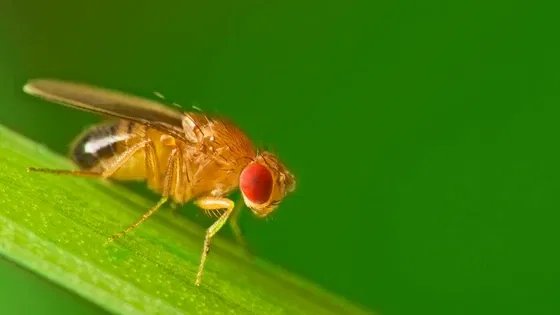 Bẫy Ruồi Giấm (UFO) – FruitFly Trap (UFO) - Image 6
