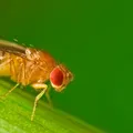 Bẫy Ruồi Giấm (UFO) – FruitFly Trap (UFO) - Thumbnail 6