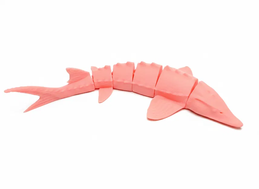 Cá tầm Flexi (Flexi sturgeon fish) - Image 2