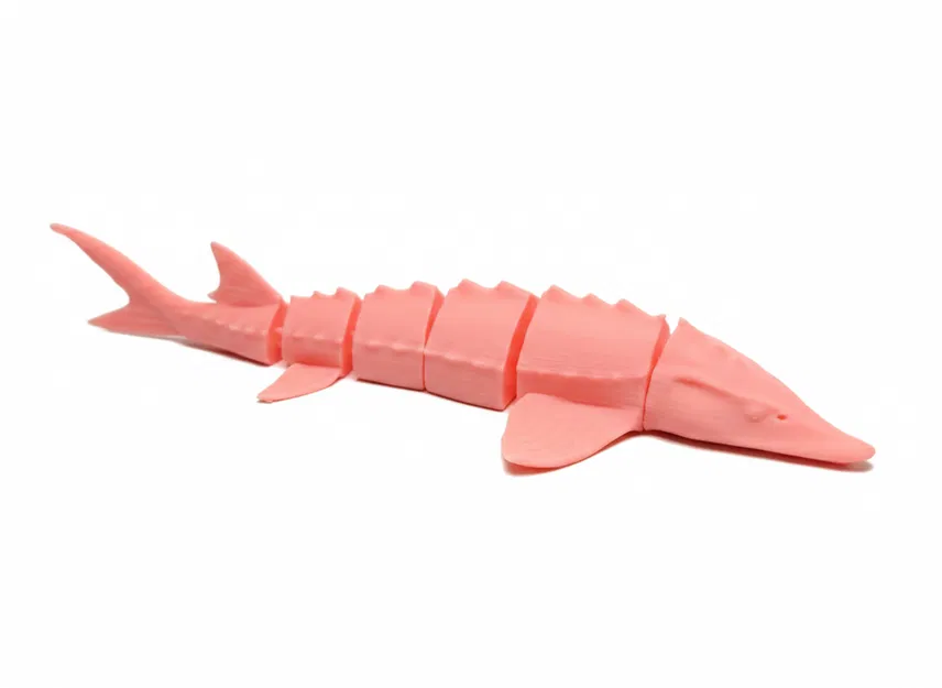 Cá tầm Flexi (Flexi sturgeon fish) - Image 3