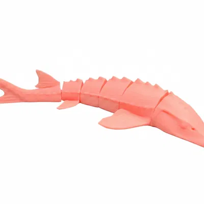 Cá tầm Flexi (Flexi sturgeon fish)
