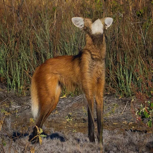 Móc Pegboard cho IKEA SKADIS 20–50mm - Image 3