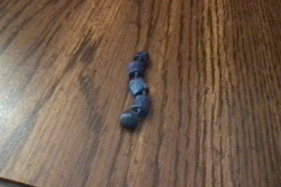 Sâu (Worm) - Image 1