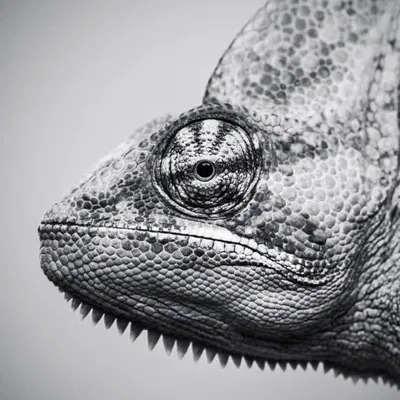 Mini desk organizer (kệ sắp xếp bàn làm việc mini)