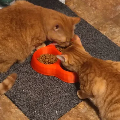 Khay ăn mèo 3 ngăn (3 bowl cat food dish)