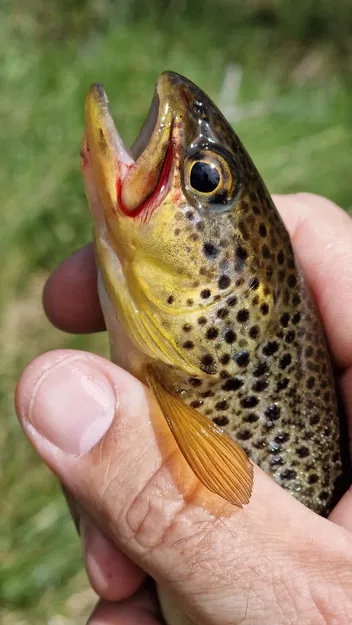 Cuộn Câu Dã Ngoại Hobo Survivalist (cập nhật 2026) - Image 7