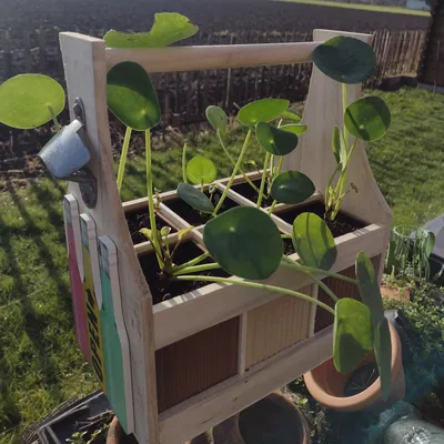 Chậu hoa nhỏ trong giá đựng chai (Bloempotjes in flessendrager)