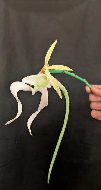 Dendrophylax lindenii (American Ghost Orchid) – Lan ma Mỹ - Image 1