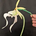 Dendrophylax lindenii (American Ghost Orchid) – Lan ma Mỹ - Thumbnail 1