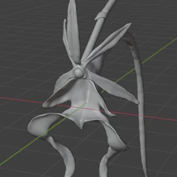 Dendrophylax lindenii (American Ghost Orchid) – Lan ma Mỹ