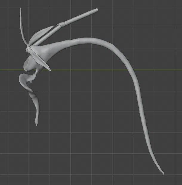 Dendrophylax lindenii (American Ghost Orchid) – Lan ma Mỹ - Image 3