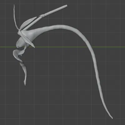 Dendrophylax lindenii (American Ghost Orchid) – Lan ma Mỹ