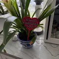 Bảng/Que cắm chậu "Happy Valentine’s Day" – Trang trí/Quà tặng - Thumbnail 9
