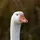 Lord_of_the_geese
