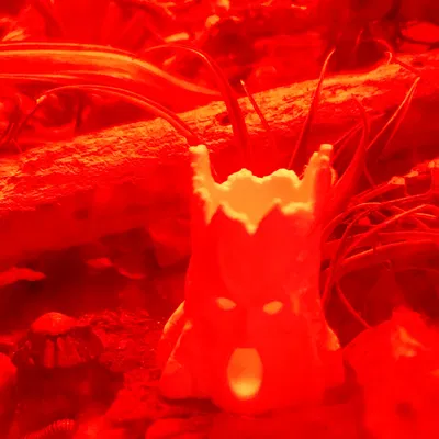 Gốc Cây Cho Isopod & Millipede: Evil Stumps (Vol. 1) Creepy Trees Dead Roots