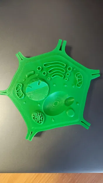 Mô hình tế bào thực vật - Image 1