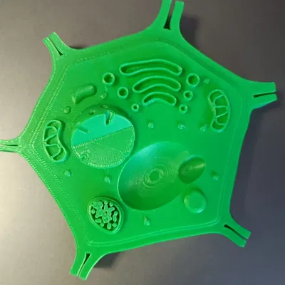 Mô hình tế bào thực vật