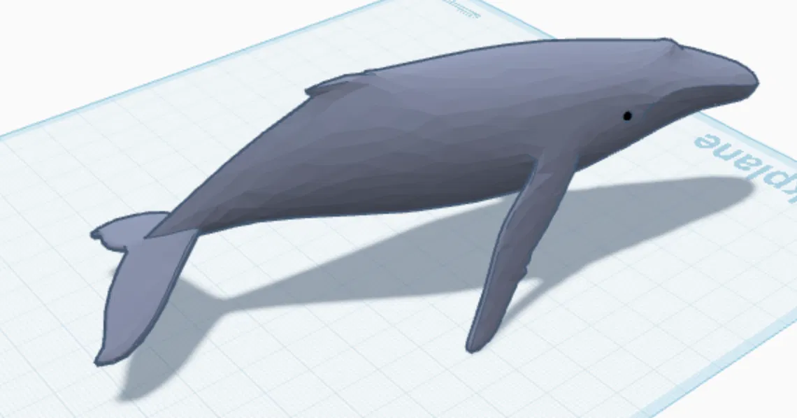 Cá Voi Sát Thủ (Orca Whale) - Image 2