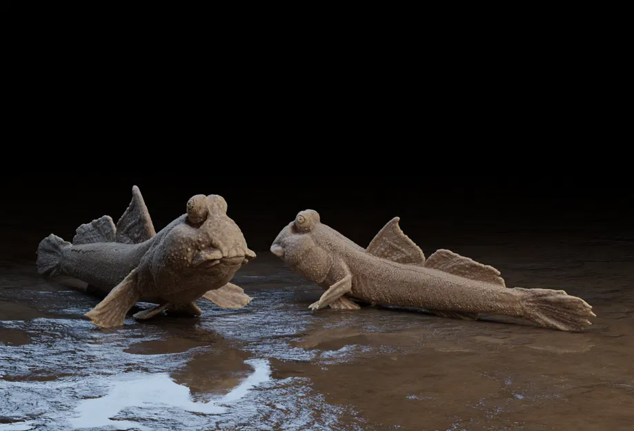 Mudskipper (Cá thòi lòi) - Image 1