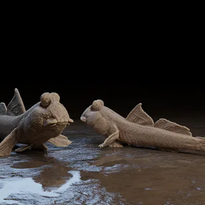 Mudskipper (Cá thòi lòi)