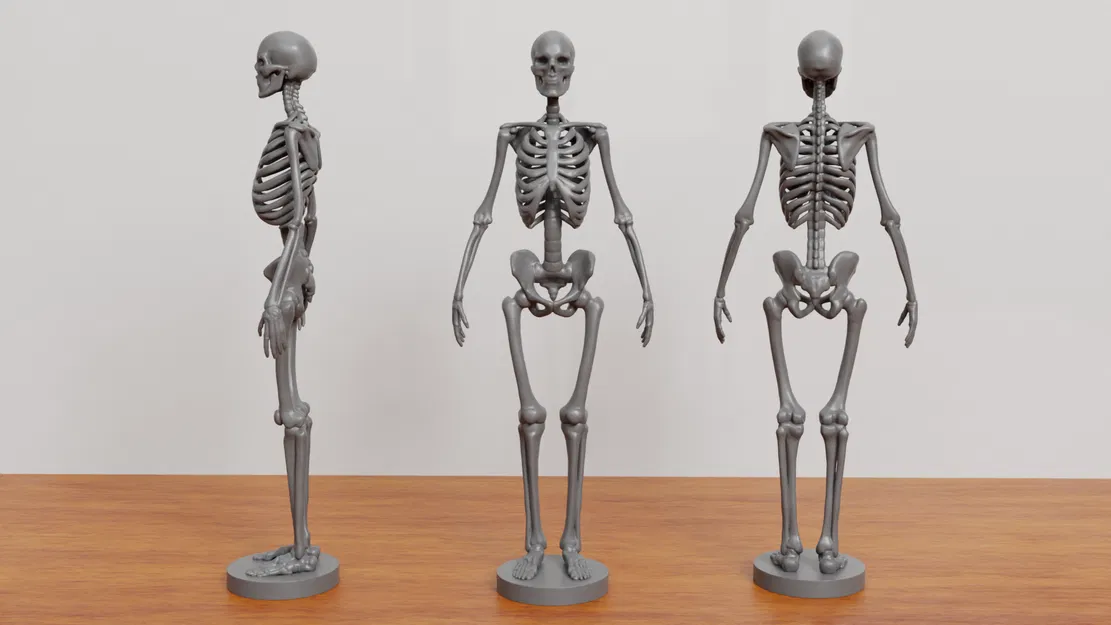 Mô hình bộ xương (Skeleton) - Image 1