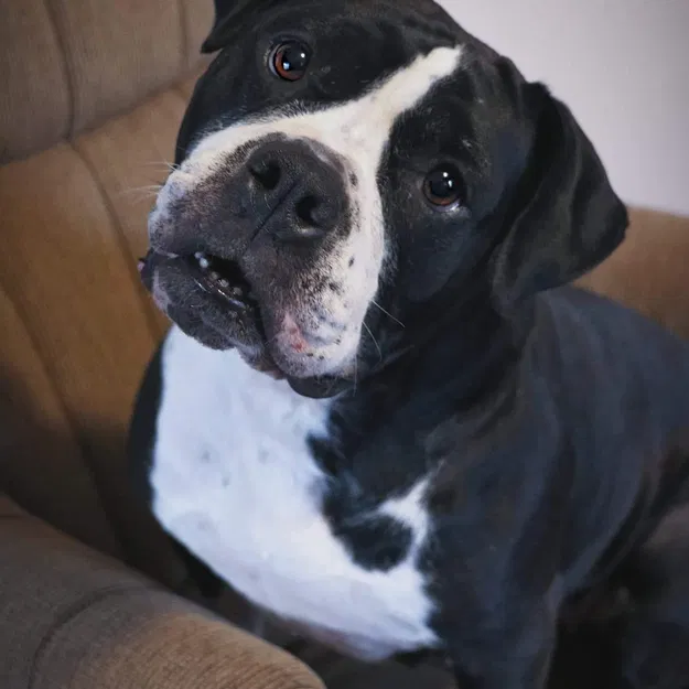 Raven – cún con - Image 1