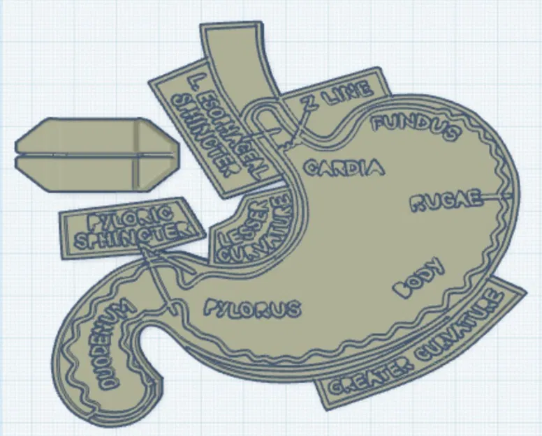 Mô hình dạ dày Gastro để trang trí - Image 1