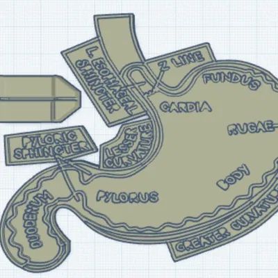Mô hình dạ dày Gastro để trang trí