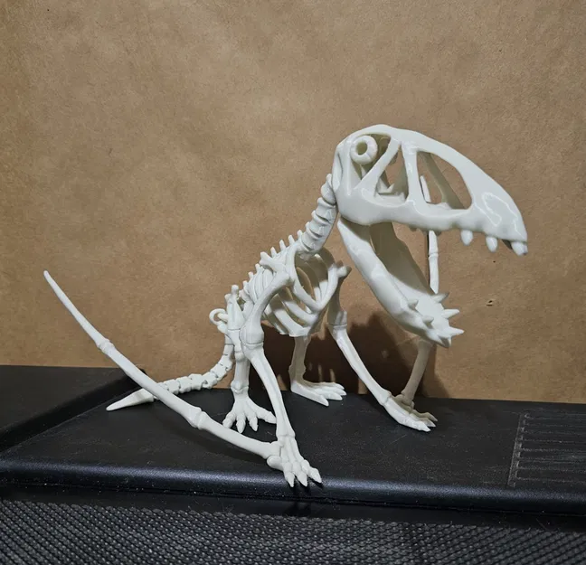 Bộ xương khủng long Dimorphodon khớp nối số 8 - Image 1