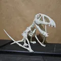 Bộ xương khủng long Dimorphodon khớp nối số 8 - Thumbnail 1