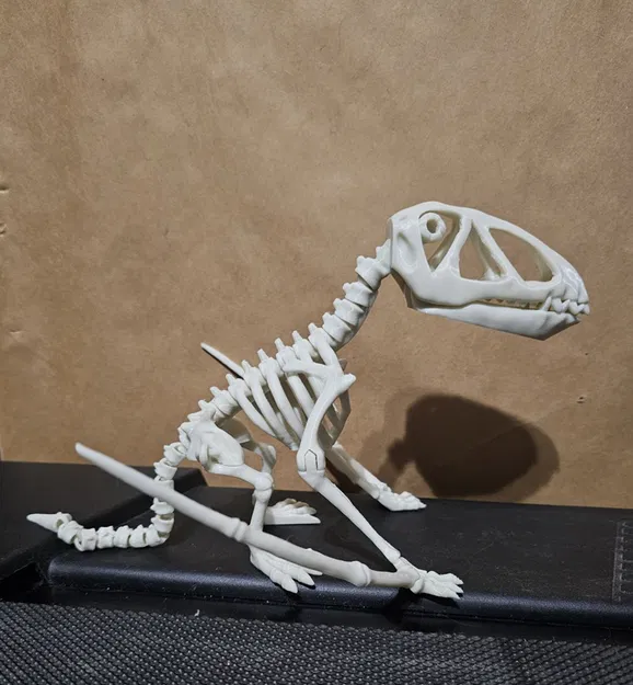 Bộ xương khủng long Dimorphodon khớp nối số 8 - Image 2