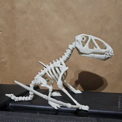 Bộ xương khủng long Dimorphodon khớp nối số 8