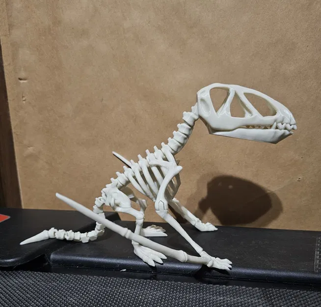 Bộ xương khủng long Dimorphodon khớp nối số 8 - Image 3